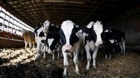 Kiwi Rises in Anticipation of Higher Dairy Auctions