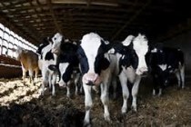 Kiwi Rises in Anticipation of Higher Dairy Auctions